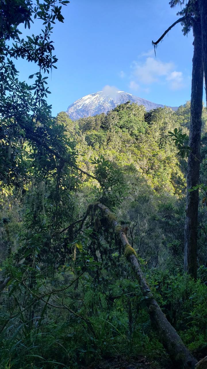 Vue d'un sommet enneigé à travers une forêt