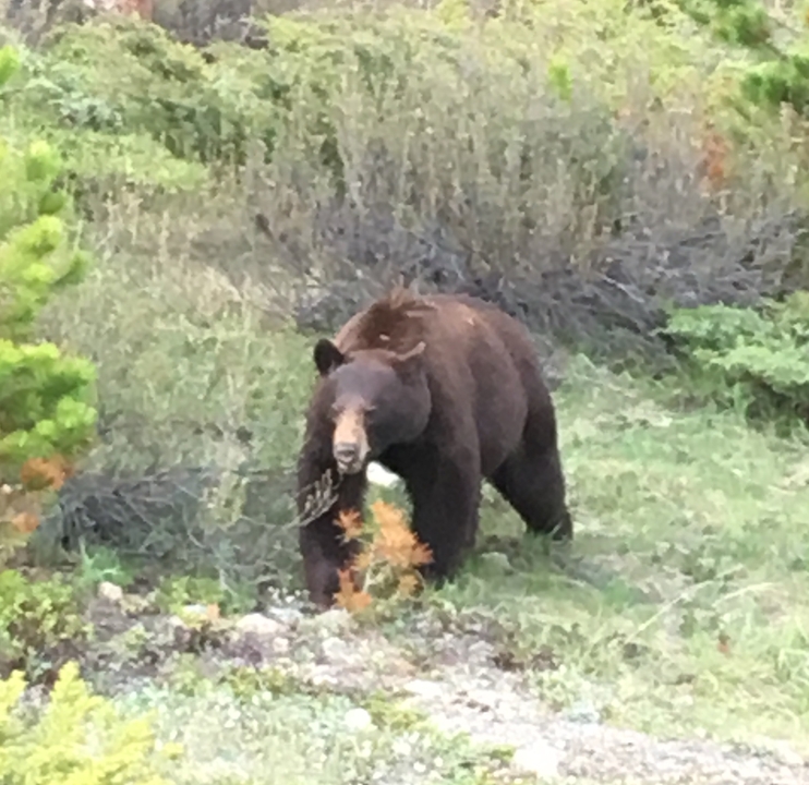 Une image floue d'un ours dans une zone forestière.