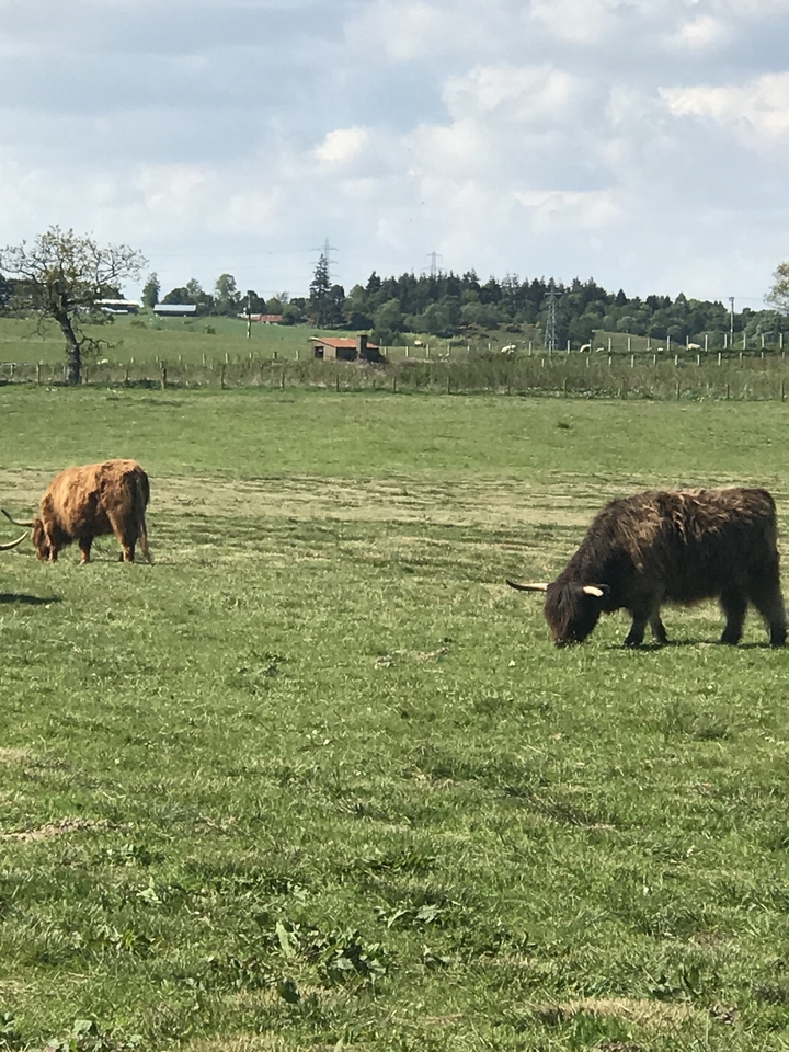 Vaches des Highlands paissant dans un champ.