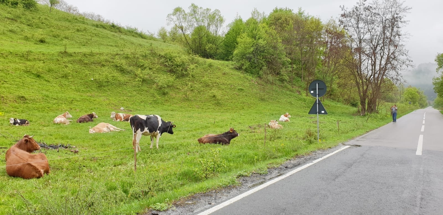 Des vaches qui paissent paisiblement le long d'une route.