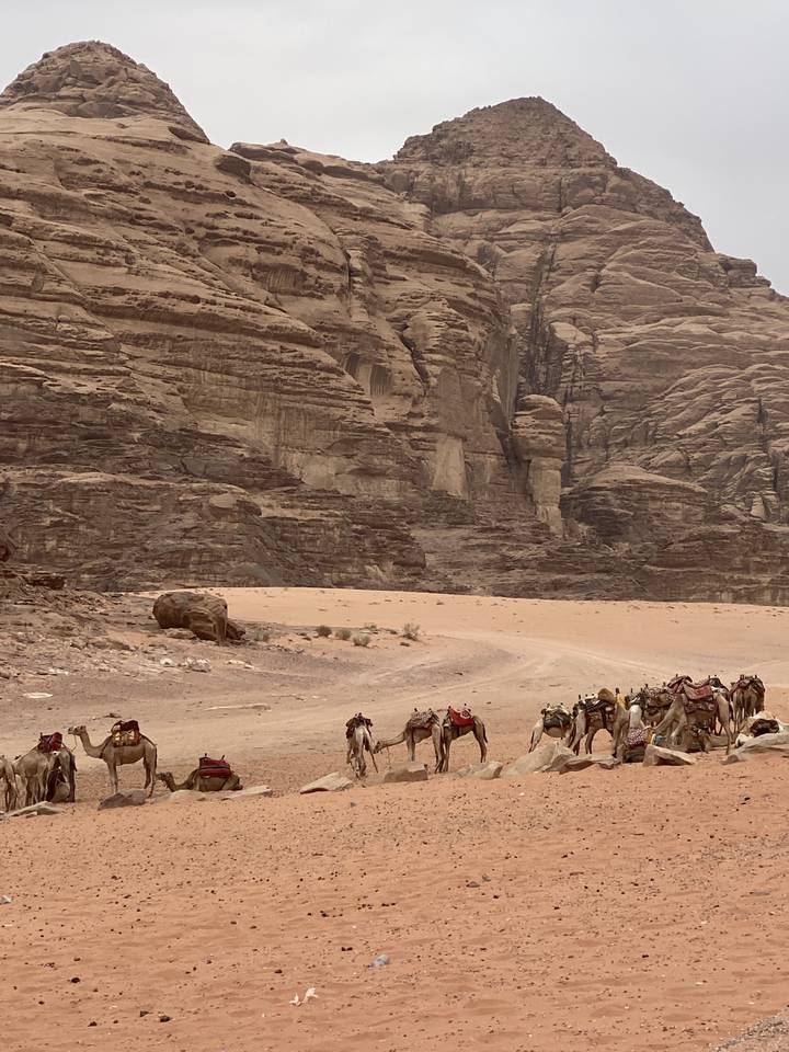 Camels walking through a desert landscape with cliffs.