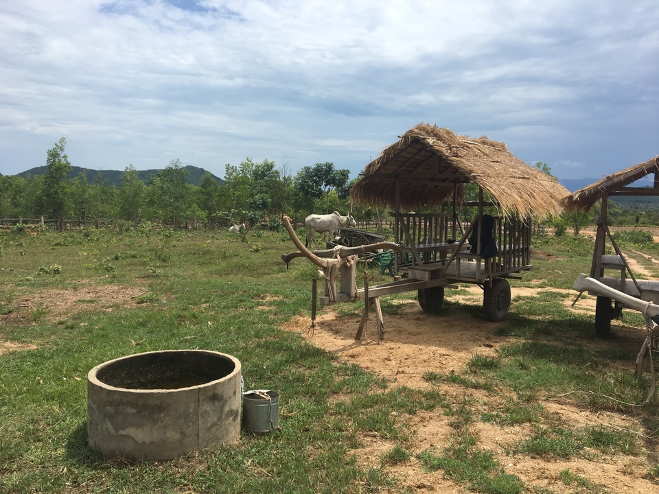 Rural setting with an ox cart and a cow in a grassy field.