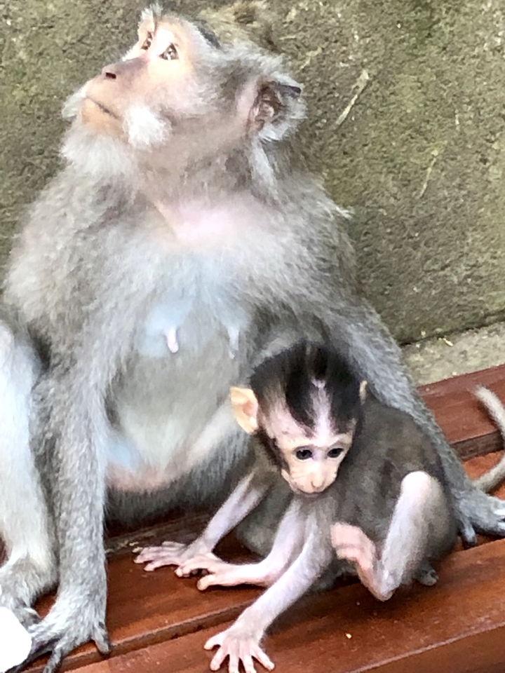 Gros plan d'un singe avec son bébé.