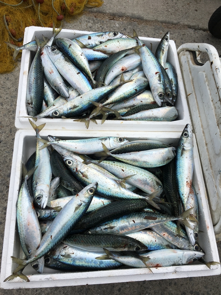 Poissons frais emballés serrés dans des caisses, prêts pour le marché.