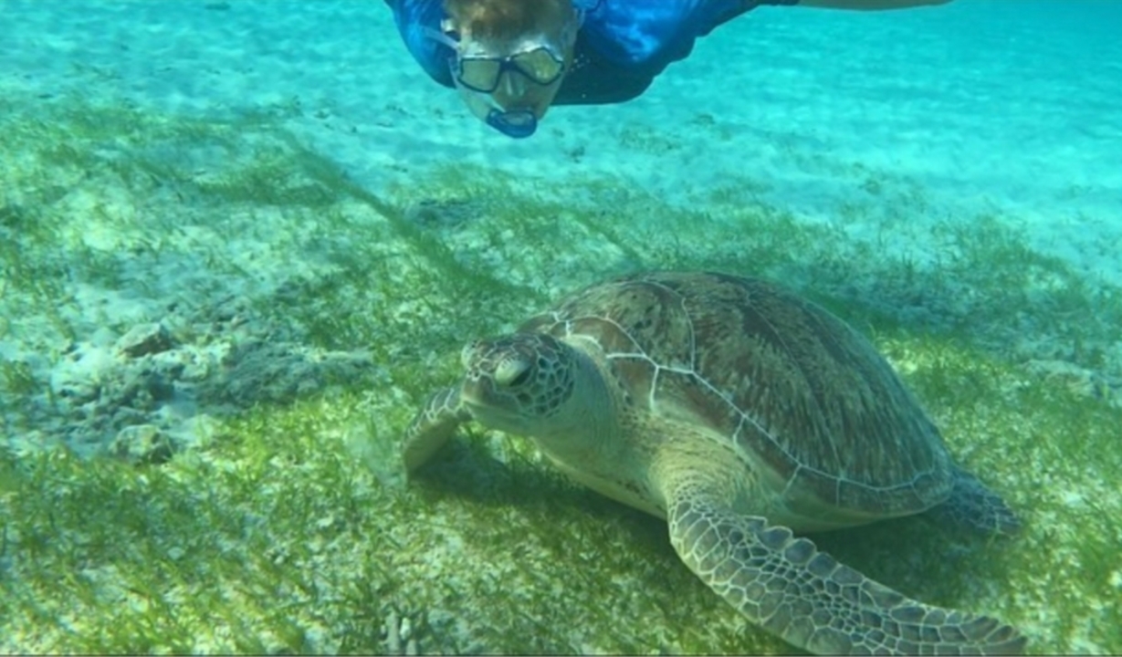Person snorkeling near a sea turtle underwater.