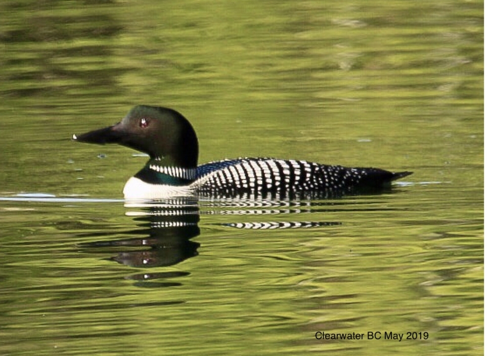 Un plongeon qui nage dans une eau calme.