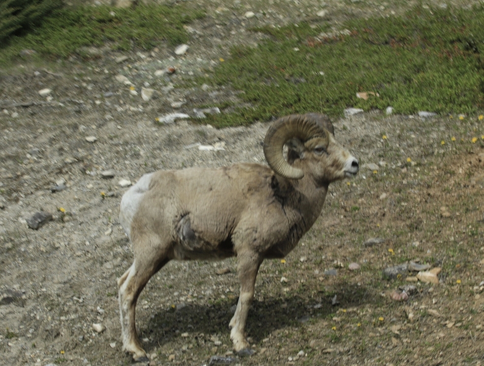 Un mouflon d'Amérique debout sur un terrain rocheux.