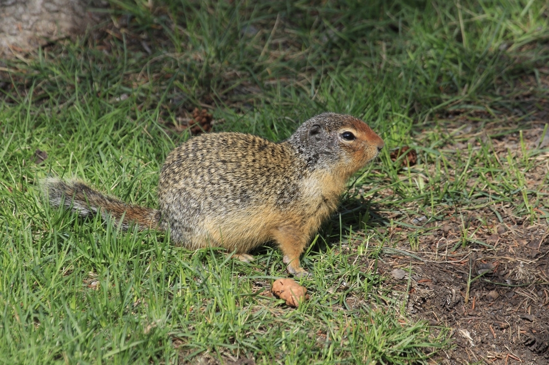 Un écureuil terrestre sur une zone herbeuse.