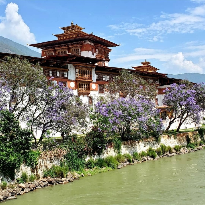 Vue rapprochée du Punakha Dzong avec des arbres en fleurs violettes vibrantes au premier plan.