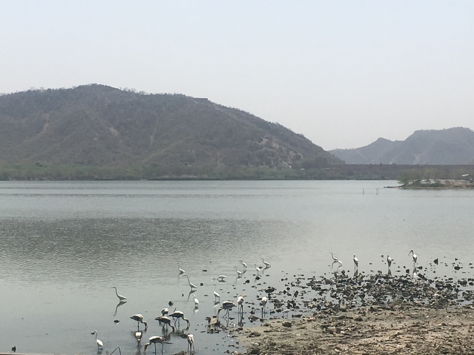 Vue panoramique d'un lac avec des oiseaux et des collines en arrière-plan.