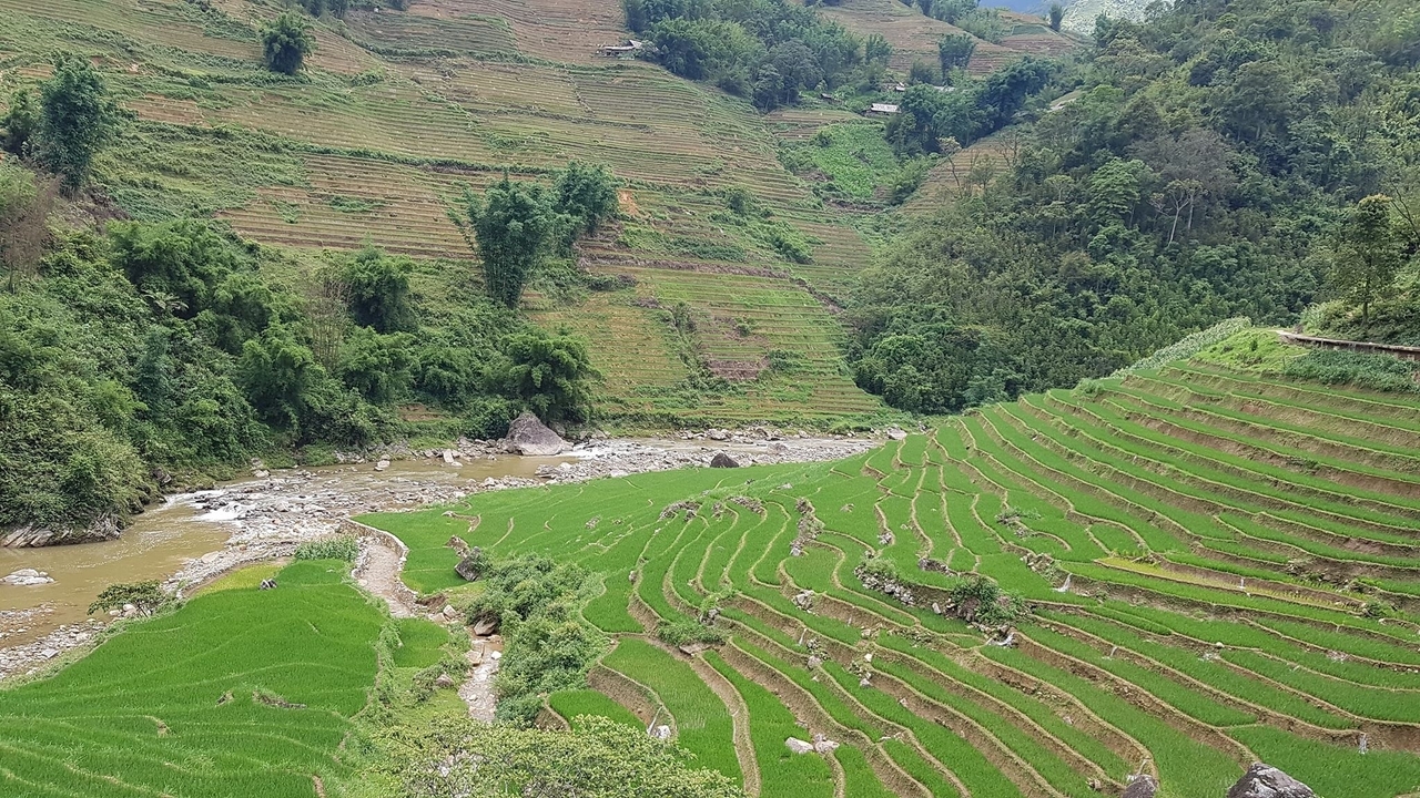 Vue panoramique de rizières en terrasses au bord d'une rivière.