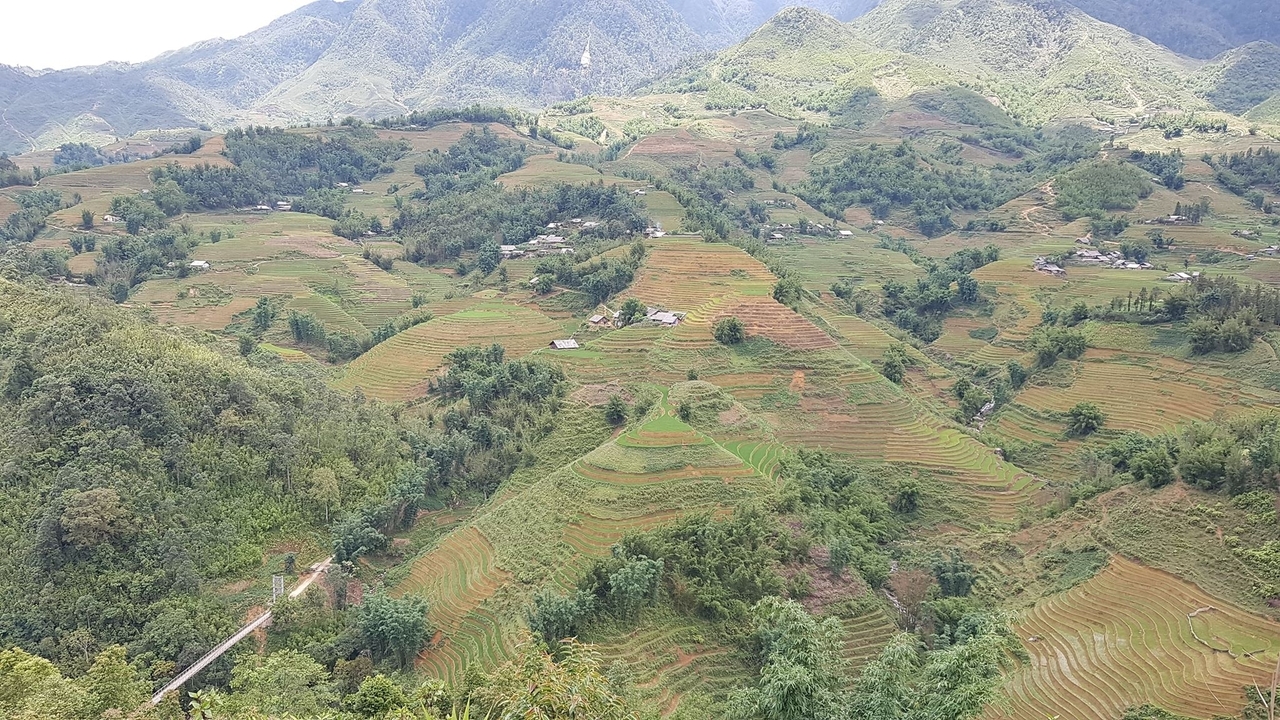 Vue panoramique de rizières en terrasses sur des collines vallonnées.