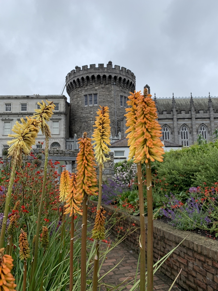Des fleurs éclatantes avec un château en arrière-plan.