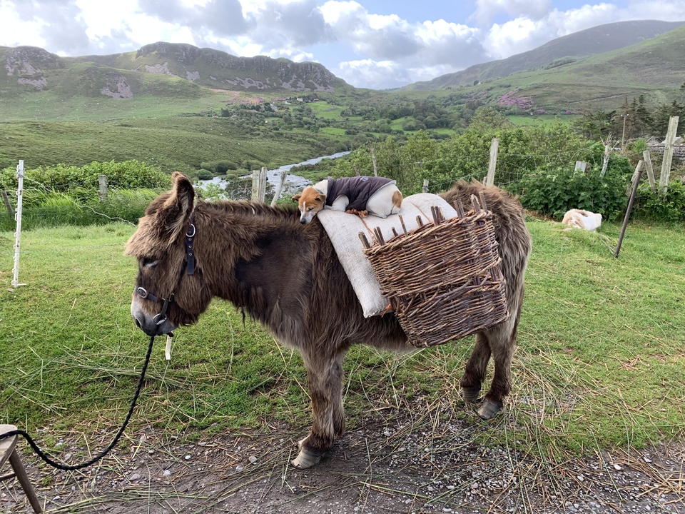 Un âne avec un chien endormi sur son dos dans un cadre rural.