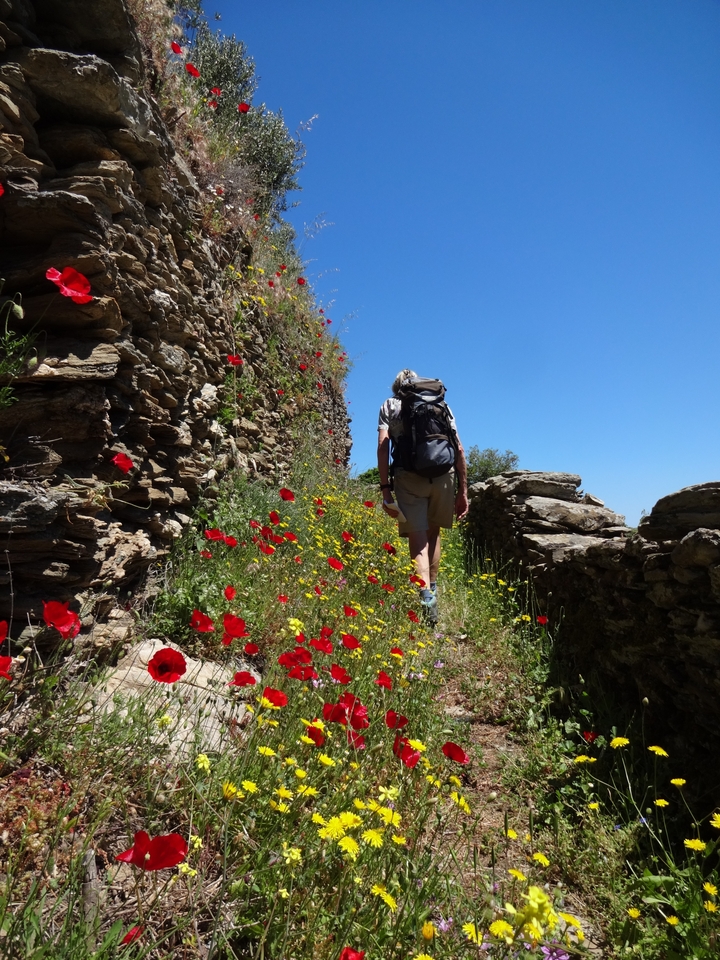 Personne faisant de la randonnée le long d'un sentier bordé de fleurs sauvages.