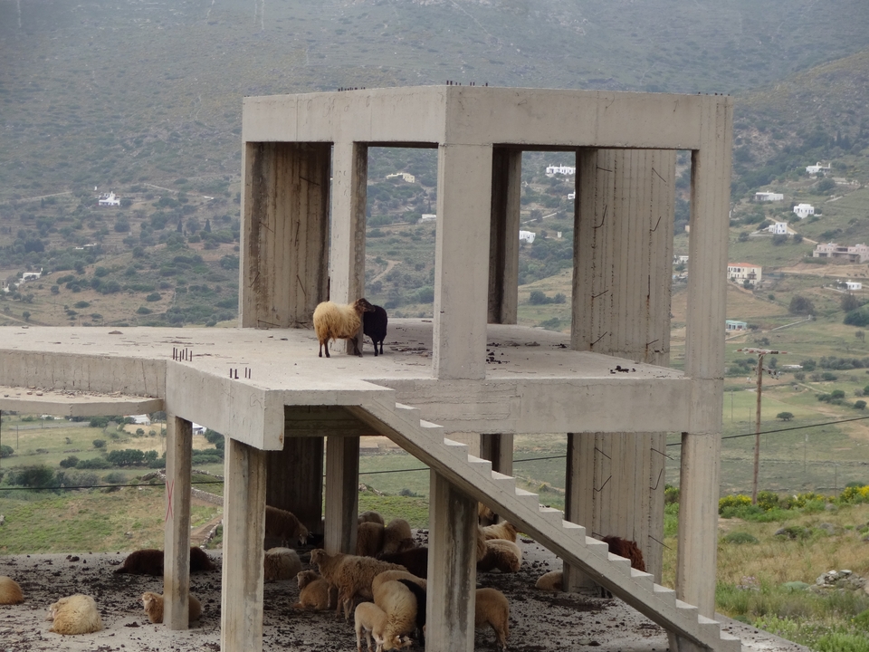 Moutons debout dans une structure en béton inachevée.