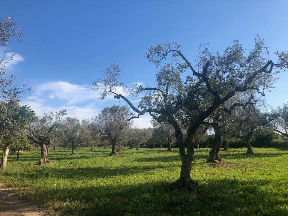 Oliviers dans un champ ensoleillé.