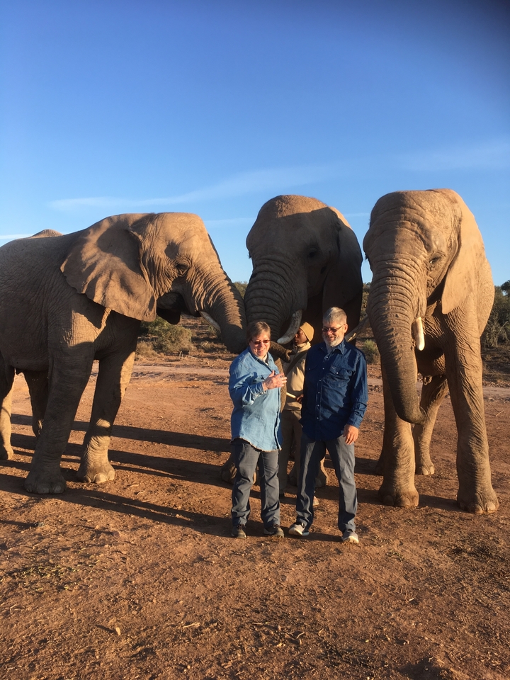 Des personnes interagissant avec des éléphants dans un paysage ensoleillé.