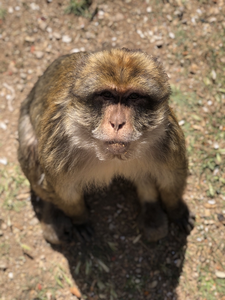 Macaque de Barbarie regardant curieusement vers la caméra.
