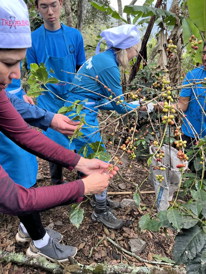 Group interacting with coffee plants during harvest.