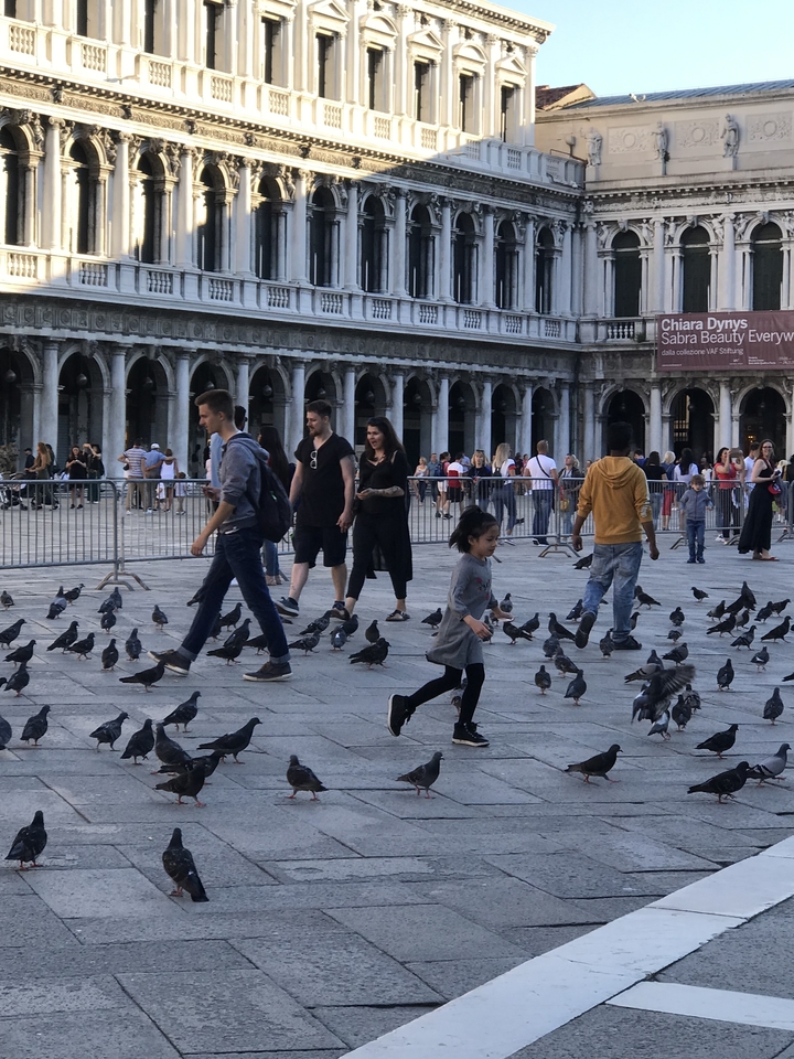 Enfant poursuivant des pigeons sur la place Saint-Marc à Venise.