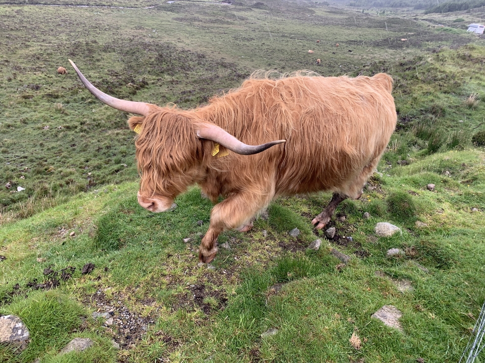 Une vache des Highlands marchant sur une colline herbeuse.