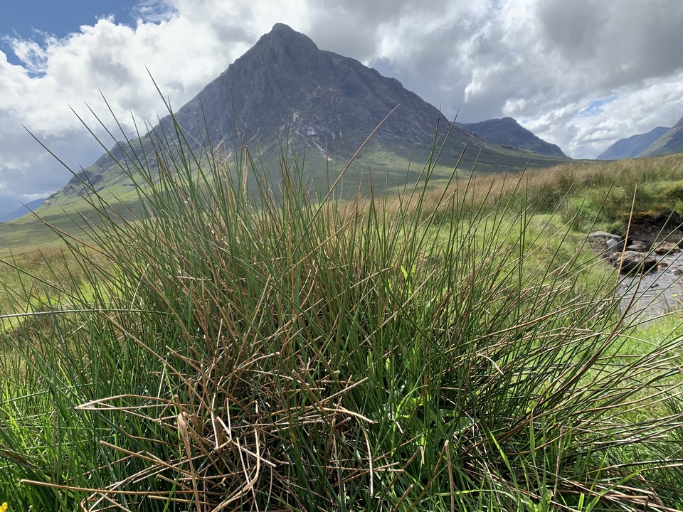 Gros plan d'herbe avec une montagne en arrière-plan.