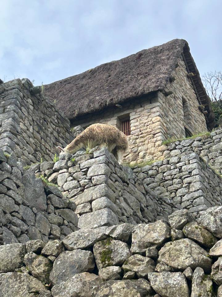 Lama, das auf alten Steinstrukturen steht.