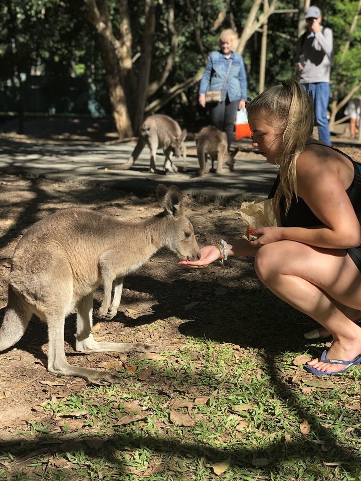 Personne nourrissant un kangourou.
