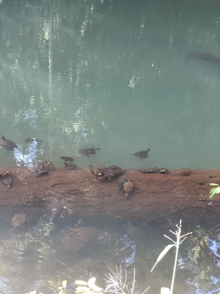 Des tortues dans l'eau près d'une bûche.