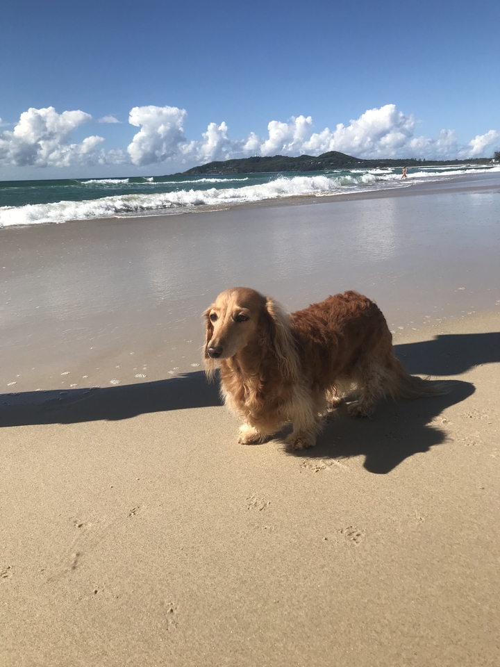 Chien debout sur une plage de sable.