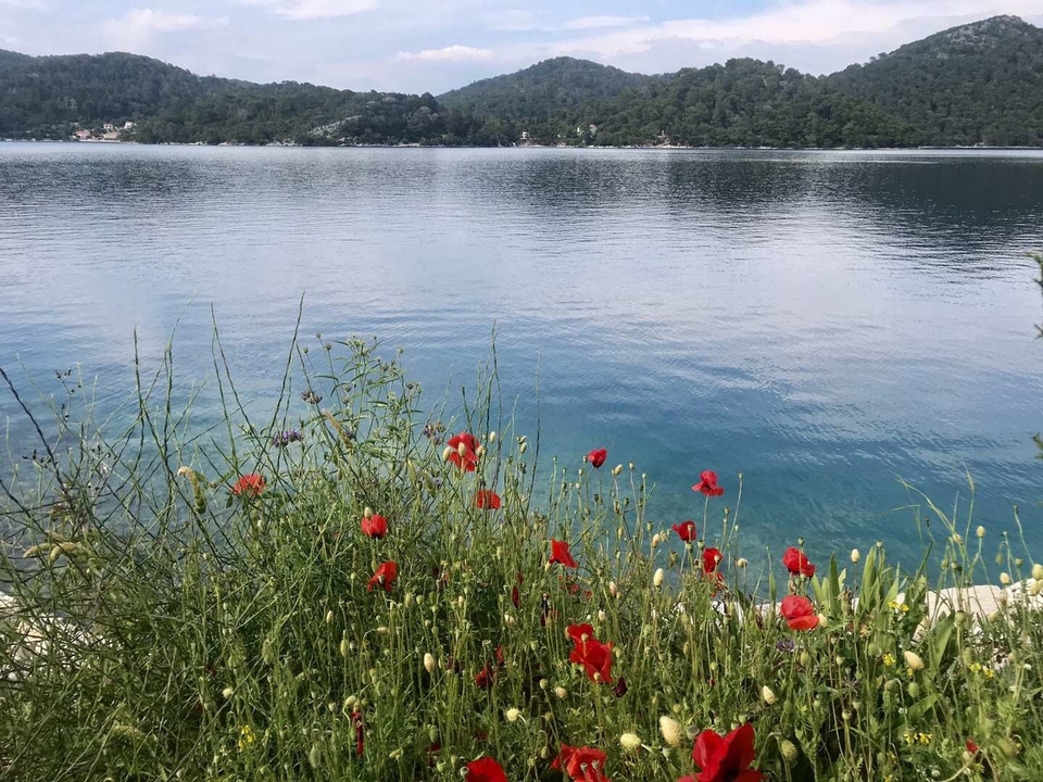 Bord de mer avec des fleurs rouges et des collines au loin.
