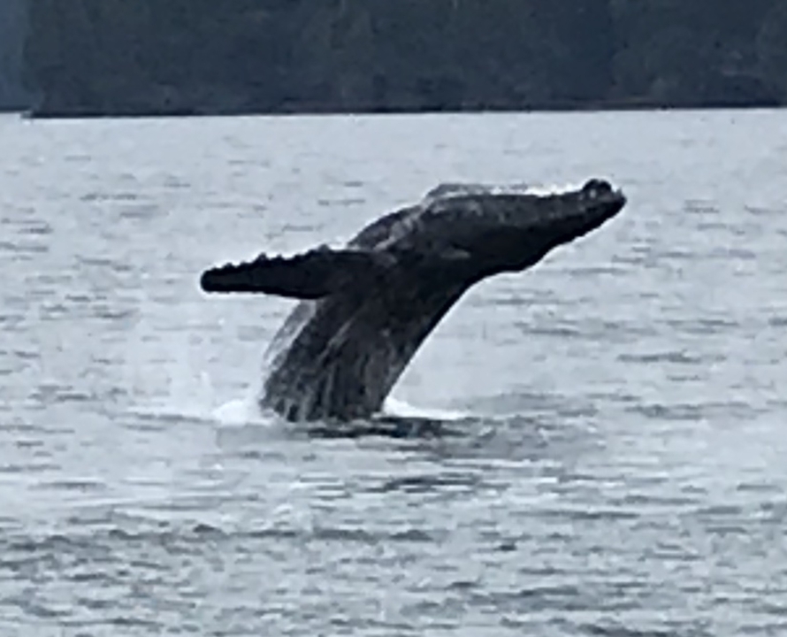 Une baleine qui fait une brèche dans l'océan.
Or more naturally:
Une baleine qui jaillit hors de l'océan.
