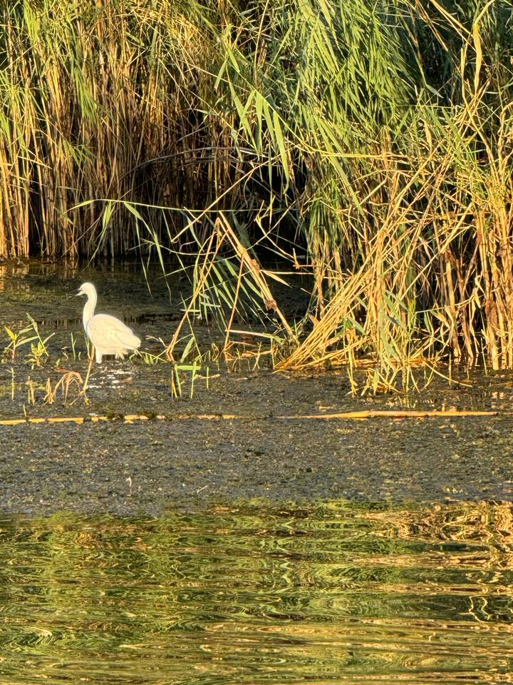 Oiseau blanc se tenant parmi les roseaux au bord de l'eau.
