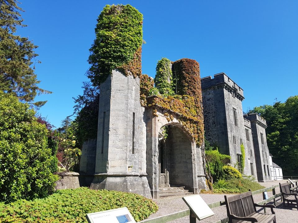 Ancienne structure de château couverte de lierre avec un ciel bleu dégagé.