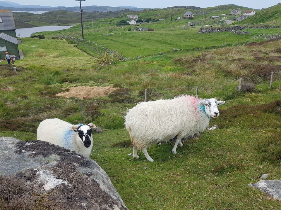 Deux moutons dans un champ herbeux avec un paysage rocheux.