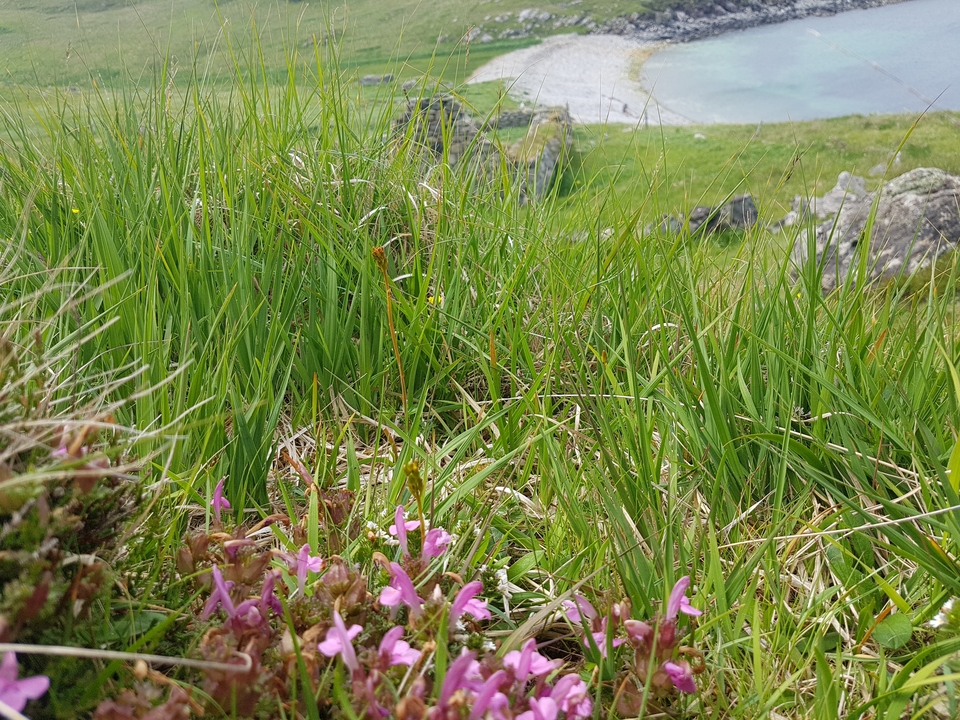 Gros plan d'herbe verte et de fleurs sauvages.