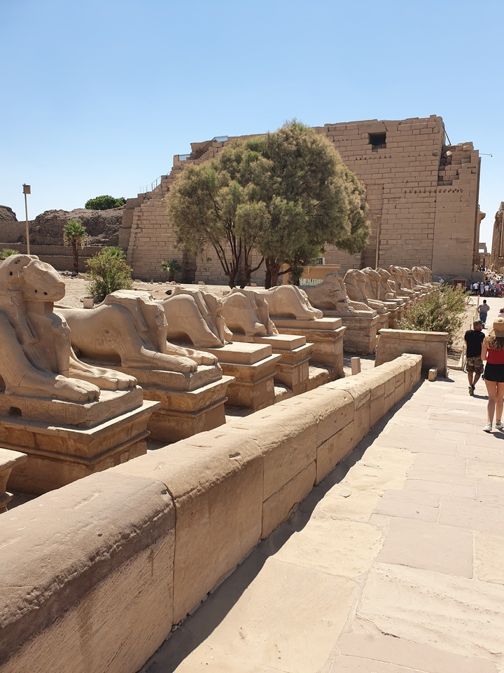 Rangée de statues de sphinx menant au temple de Louxor.