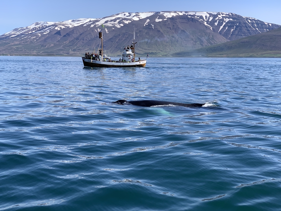 Whale swimming near a boat with mountains in the background.