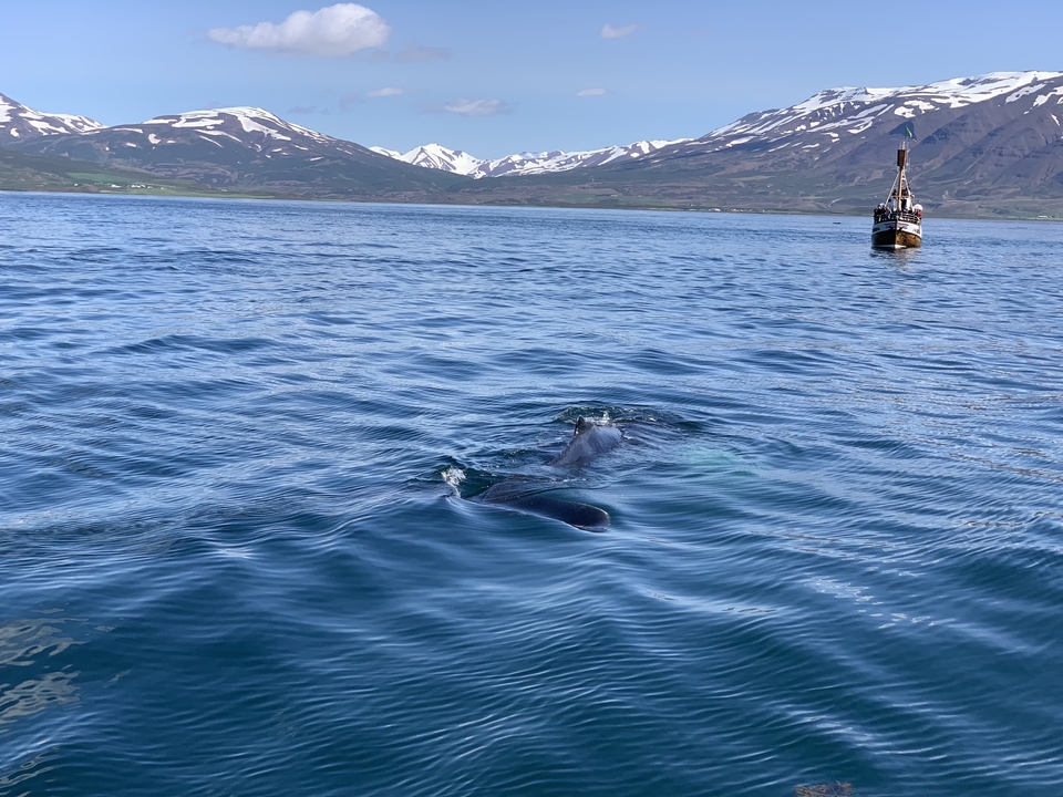 Whale in the ocean with snow-capped mountains in the distance.