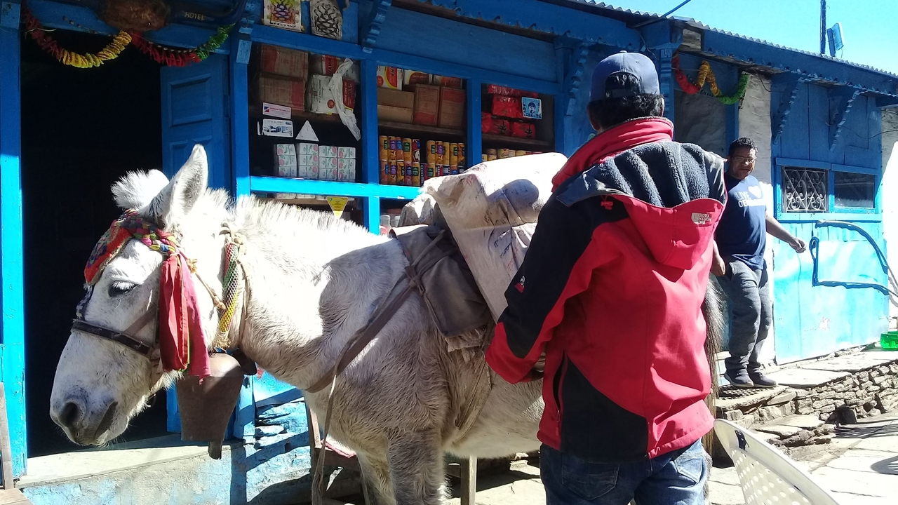 Personne avec un âne devant un bâtiment bleu.