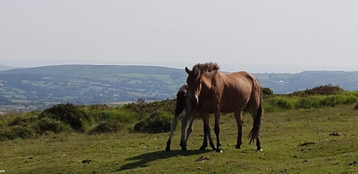Deux chevaux dans un paysage