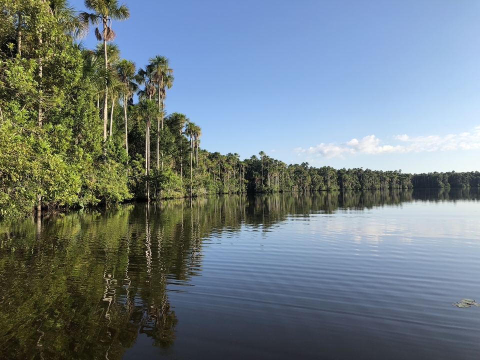Étendue d'eau calme bordée d'une forêt verdoyante et luxuriante