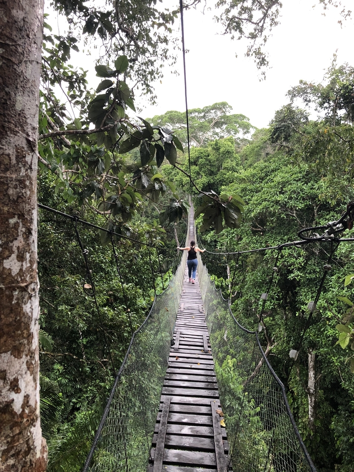 Personne marchant sur un pont suspendu dans une forêt dense