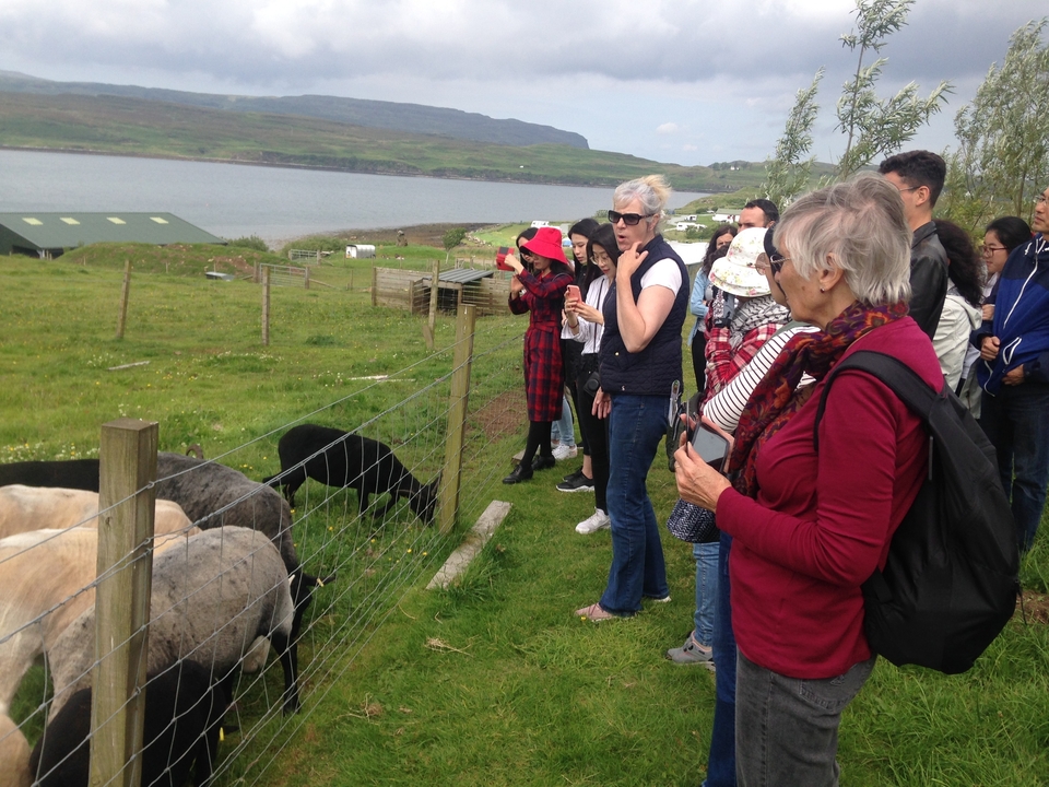 Groupe de touristes observant des moutons près d'un lac avec des collines en arrière-plan.