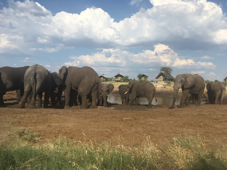 A herd of elephants gathered near a waterhole with lodges in the background.