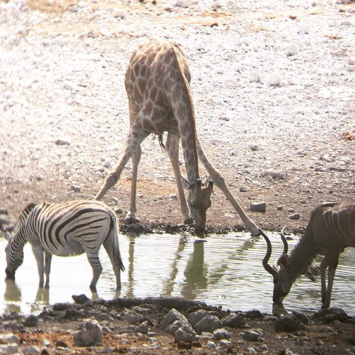 A giraffe, zebra, and antelope drinking from a waterhole.