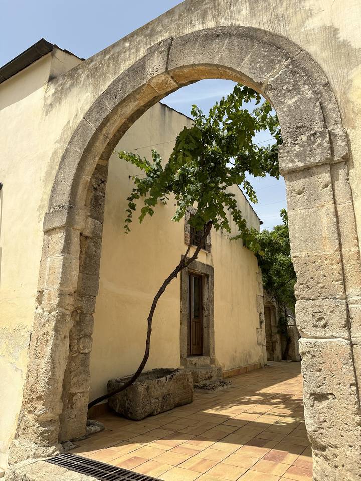 Arbre poussant dans une arcade d'un ancien bâtiment.
