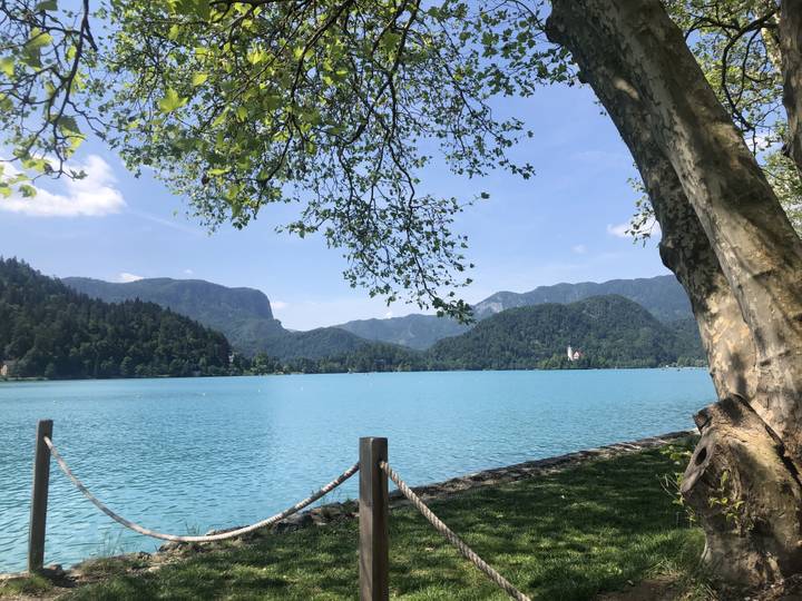 Serene lake with mountainous backdrop and tree framing the view.