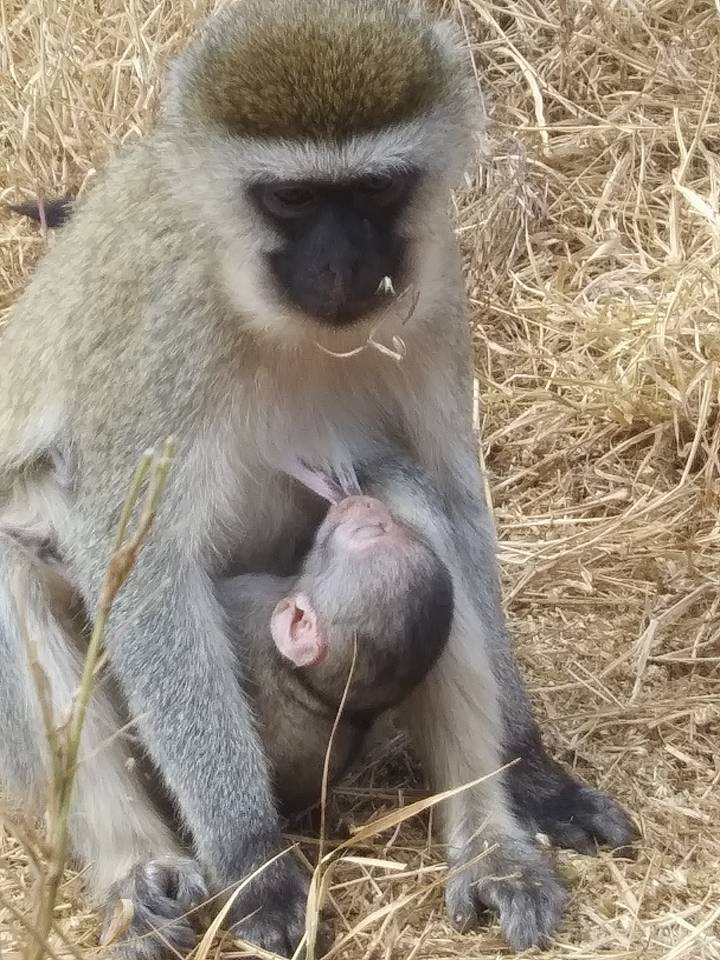 Un singe avec un bébé singe sur l'herbe.